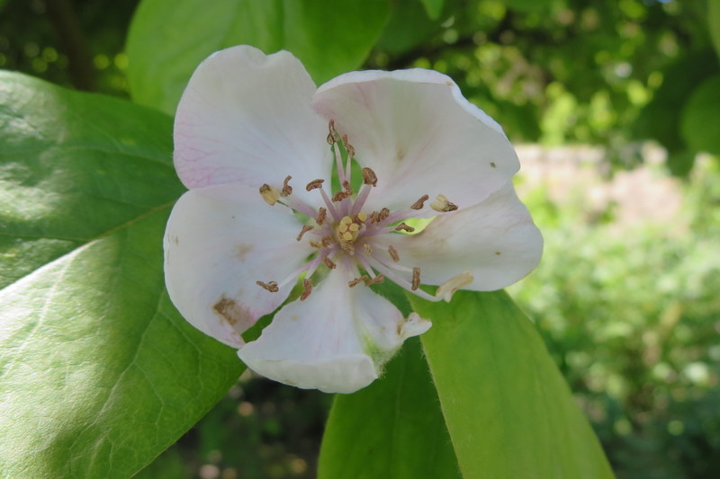 CYDONIA  OBLONGA  QUINCE 02-Jun-16 1-48-59 PM.JPG