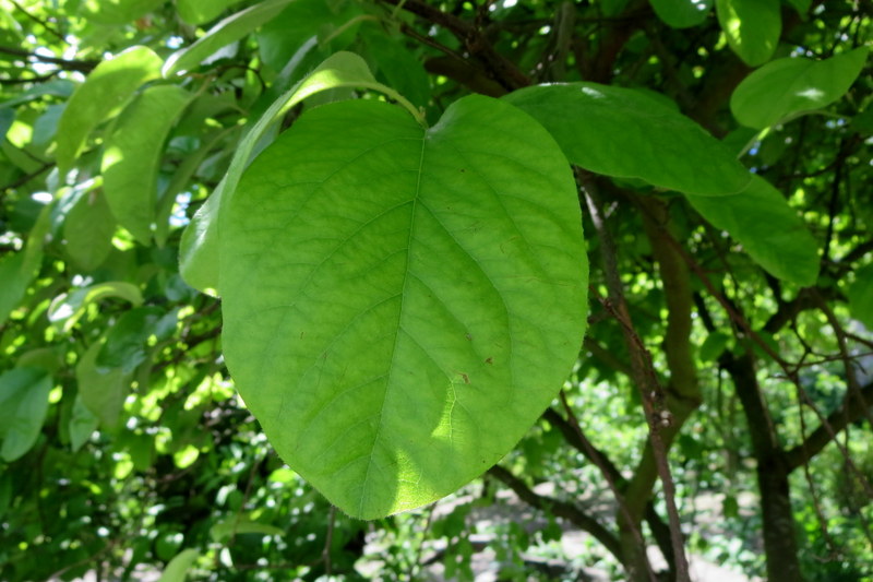 CYDONIA  OBLONGA  QUINCE 02-Jun-16 1-49-09 PM.JPG