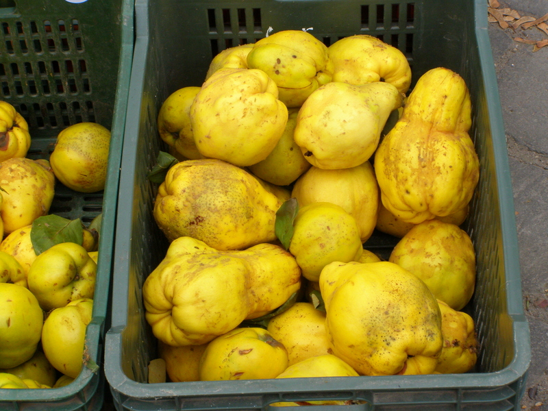 CYDONIA  OBLONGA  SZENTENDRE  HUNGARY 22-10-2008 10-21-41.JPG