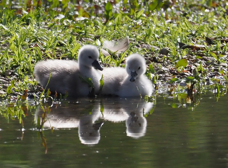 cygnets.jpg