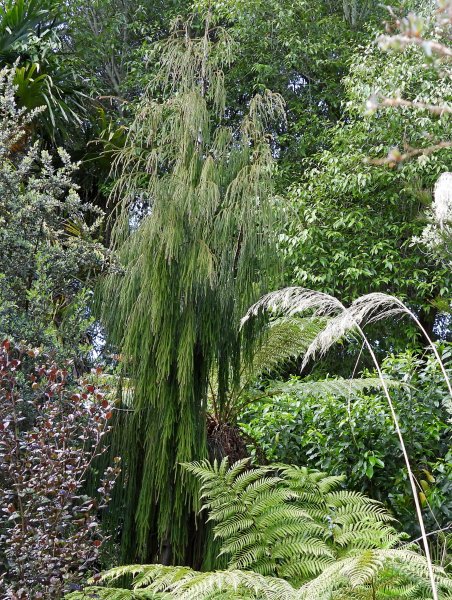 dacrridium cupressinum.JPG