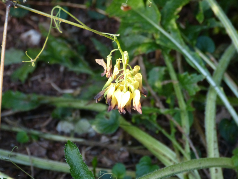 Dactylicapnos macrocapnos.JPG