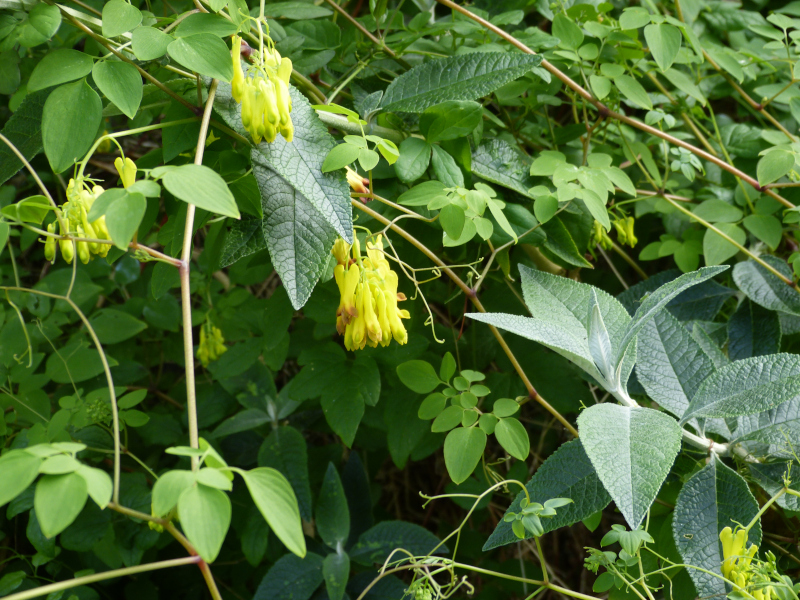 Dactylicapnos macrocapnos.JPG