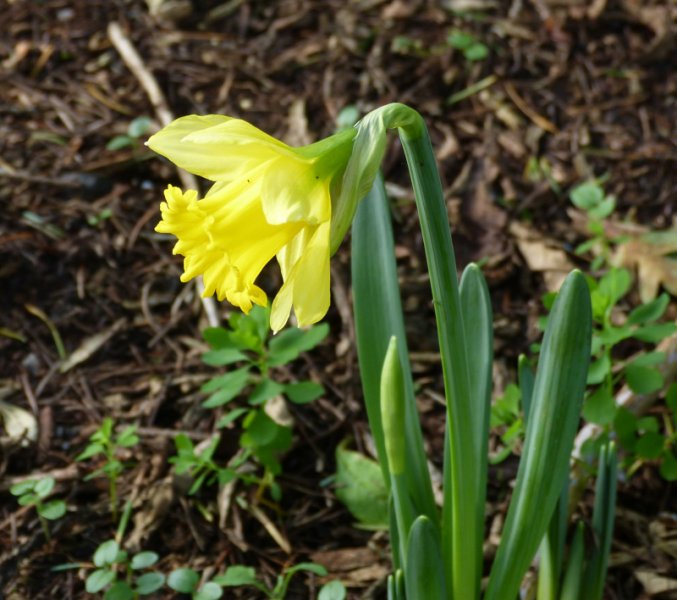 Daffodil 1.JPG