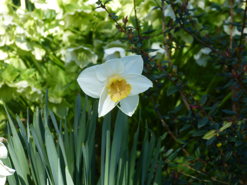 Daffodil.JPG