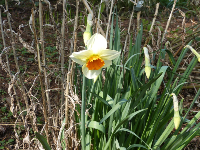 Daffodil.JPG