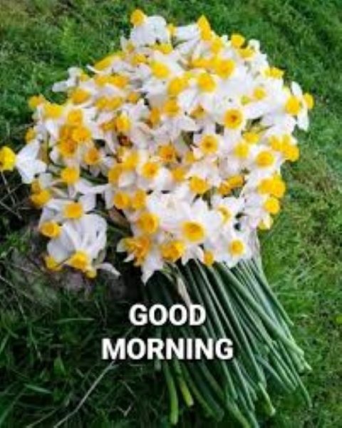 Daffodil morning.jpg