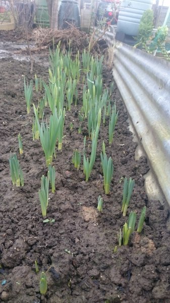 Daffs.JPG