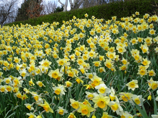 Daffs1.jpg