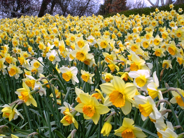 Daffs2.jpg