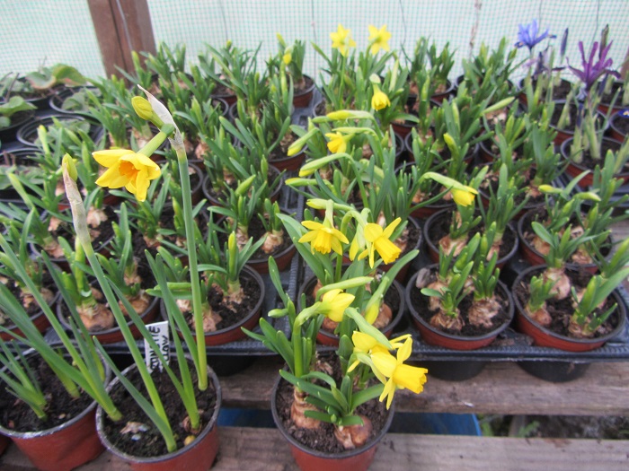 daffy thread pic1.jpg