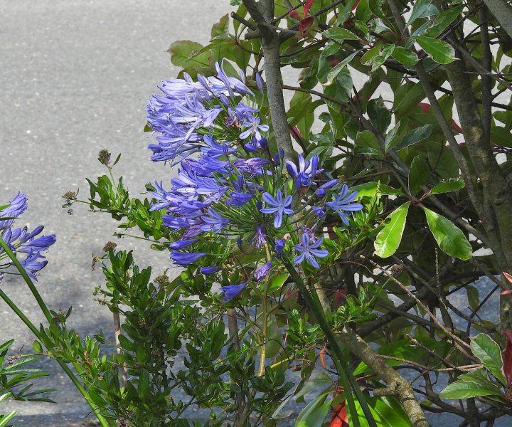 DAgapanthus 2.JPG