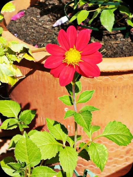 Dahli54 17 Jun 25.jpg