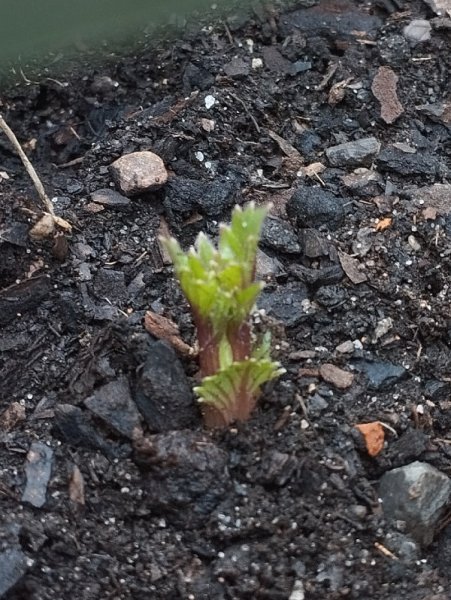 Dahlia 12 Apr 25.jpg