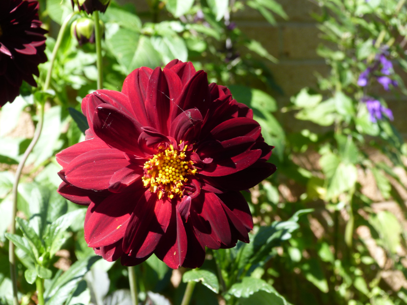 Dahlia Arabian Night.JPG