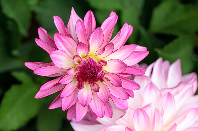 Dahlia-B&Q-Sincerity-2.jpg