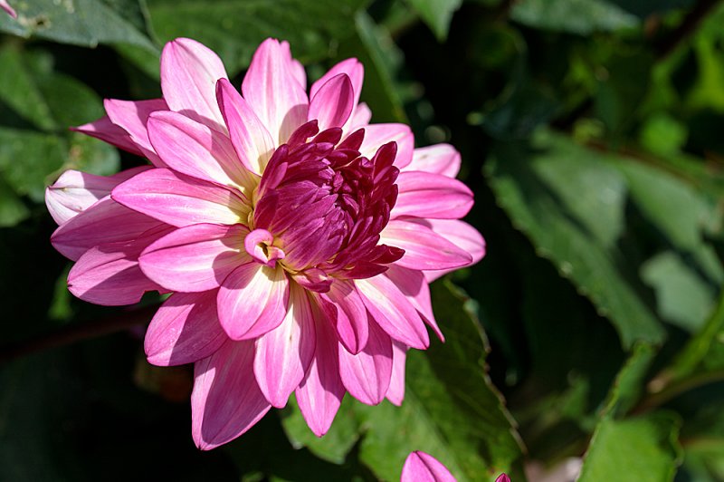 Dahlia-B&Q-Sincerity-4-hi.jpg