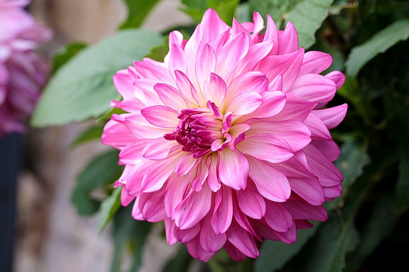 Dahlia-B&Q-Sincerity-5.jpg