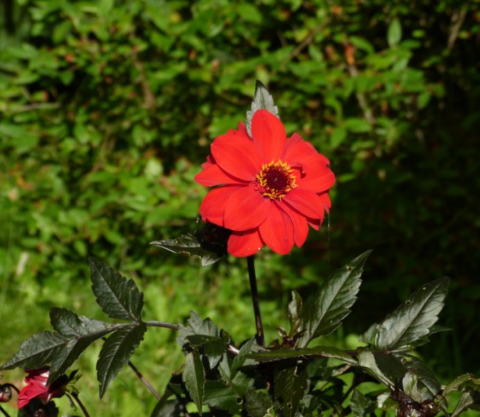 Dahlia Bishop of Llandaff.JPG