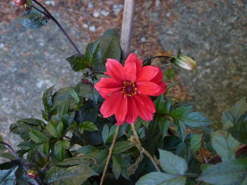 Dahlia Bishop of Llandaff.JPG