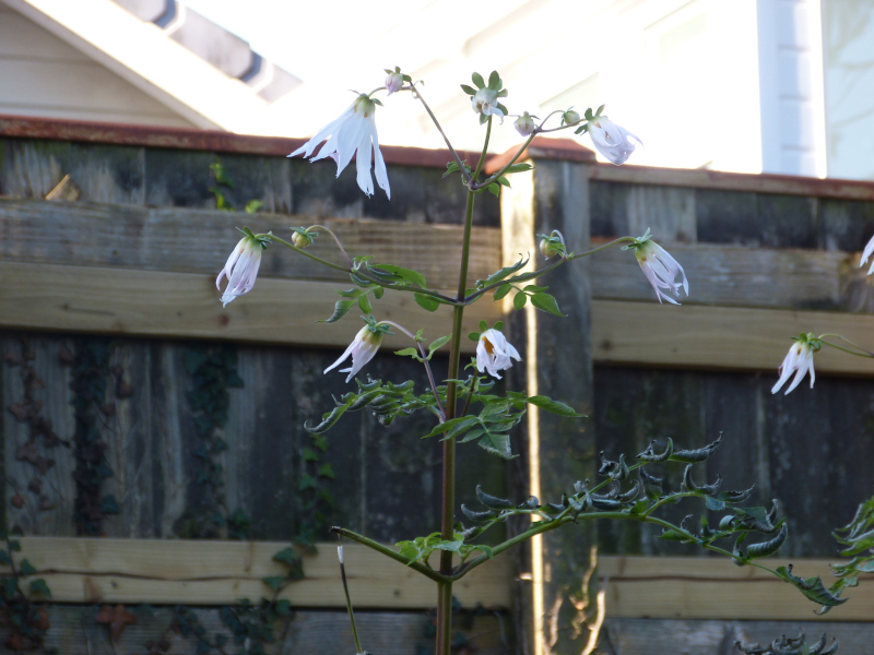 Dahlia campanulata 3.JPG