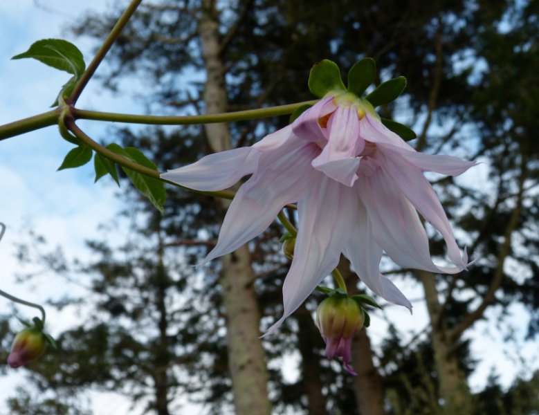 Dahlia campanulata.JPG