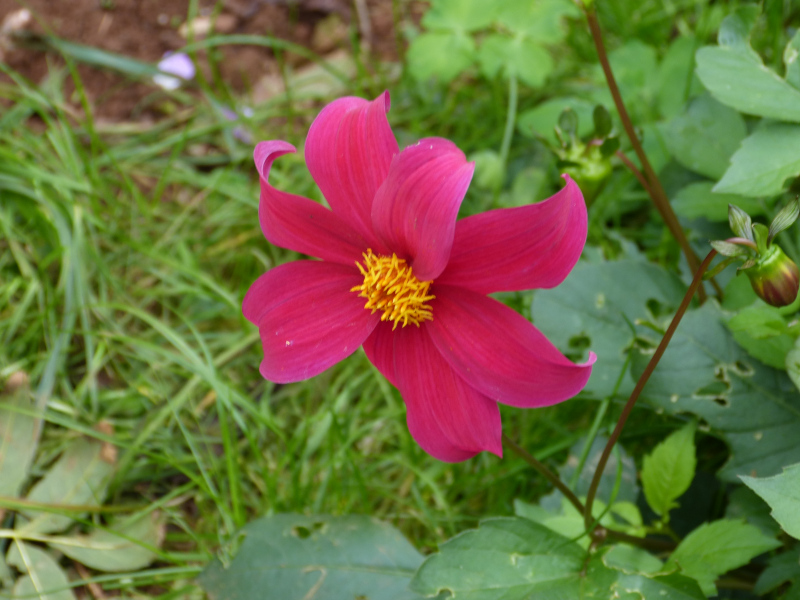 Dahlia coccinea 1.JPG