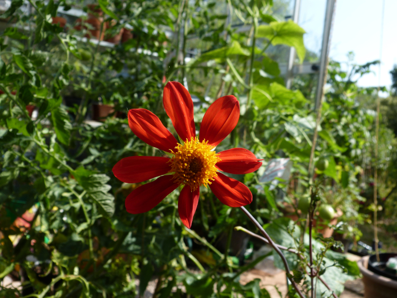 Dahlia coccinea 2.JPG