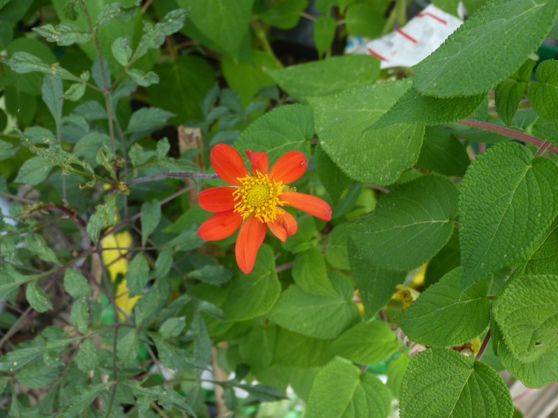 Dahlia coccinea 3.JPG