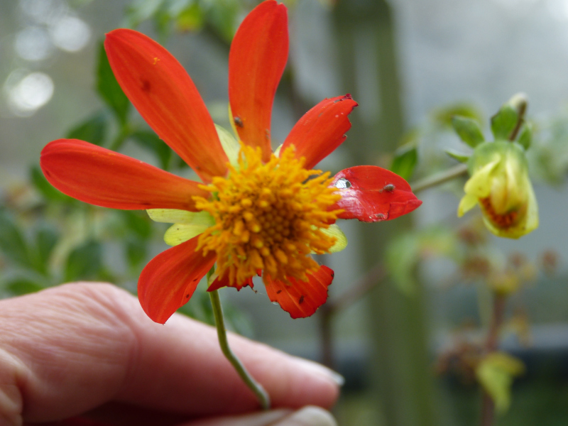 Dahlia coccinea 5.JPG