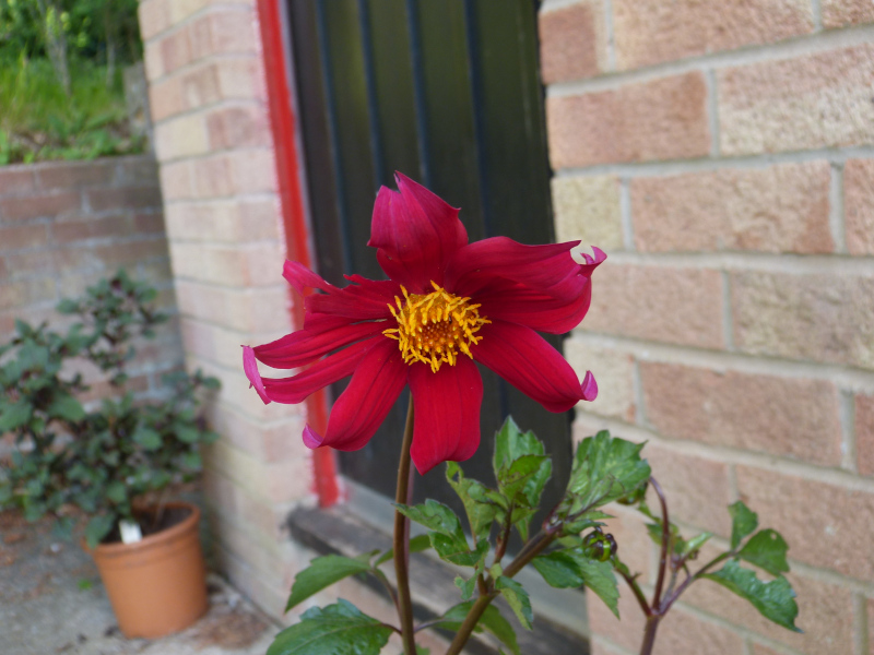 Dahlia coccinea.JPG