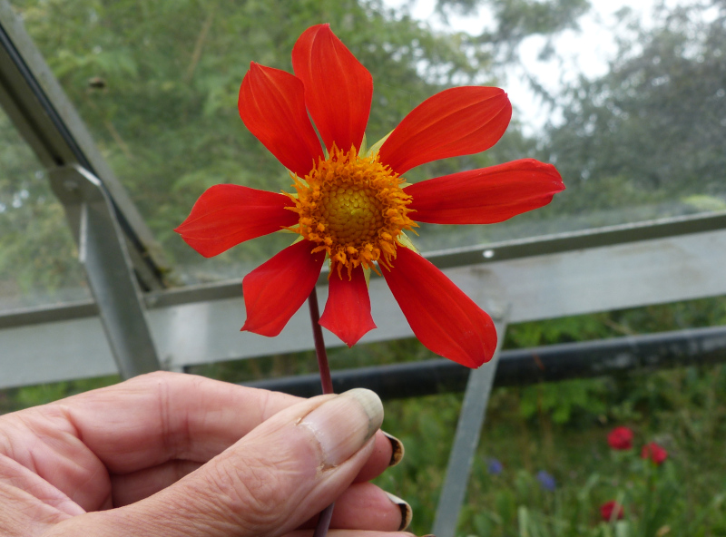Dahlia coccinea.JPG