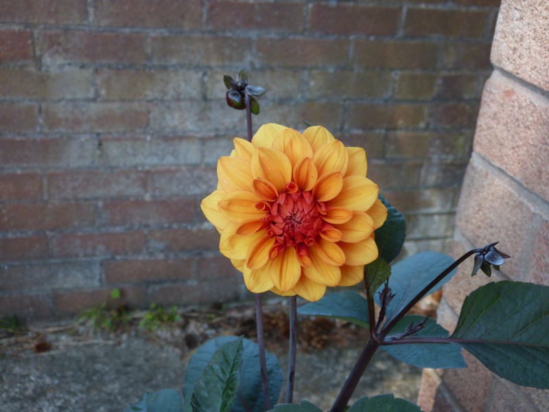 Dahlia David Howard.JPG