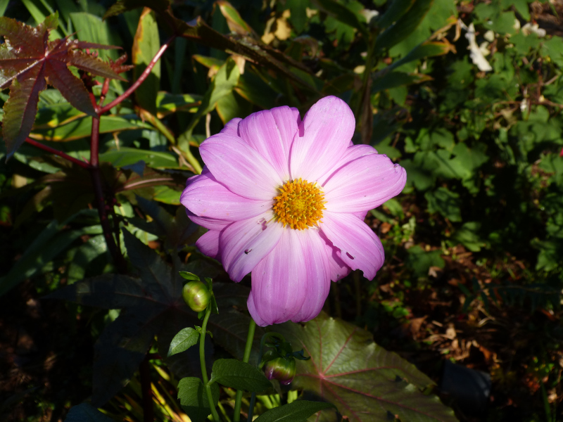 Dahlia excelsa 2.JPG