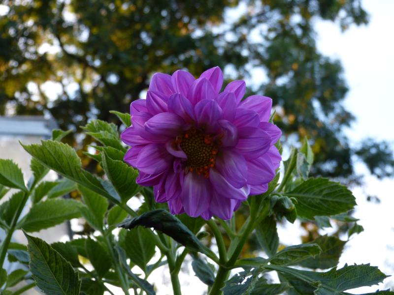 Dahlia excelsa.JPG