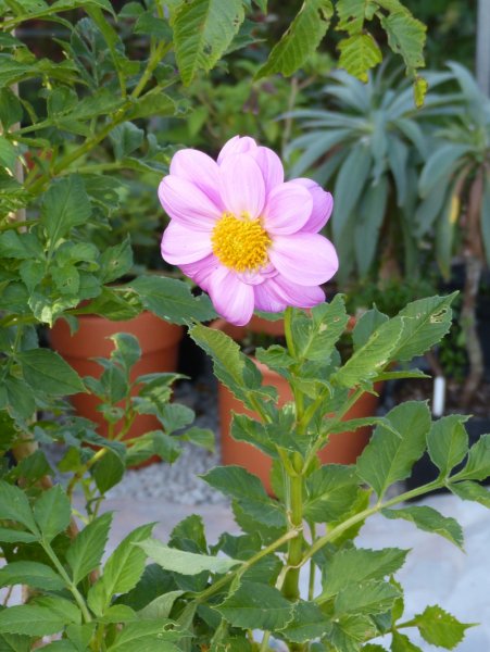Dahlia excelsa.JPG