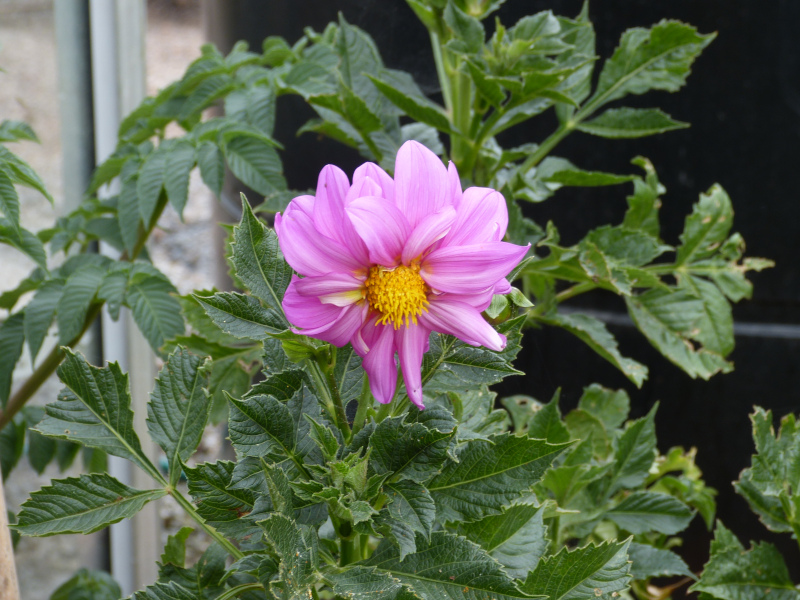 Dahlia excelsa.JPG