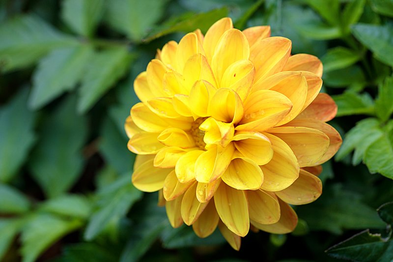 Dahlia-Home-Bargains-2.jpg