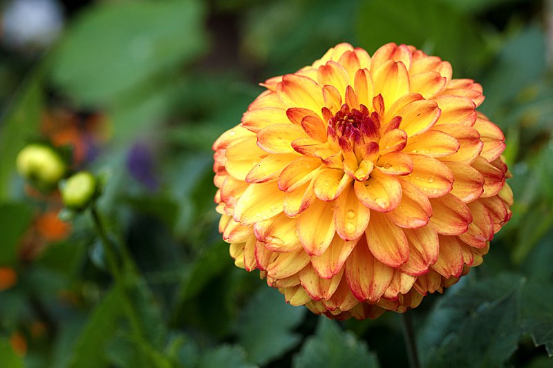 Dahlia-Icoon-3.jpg