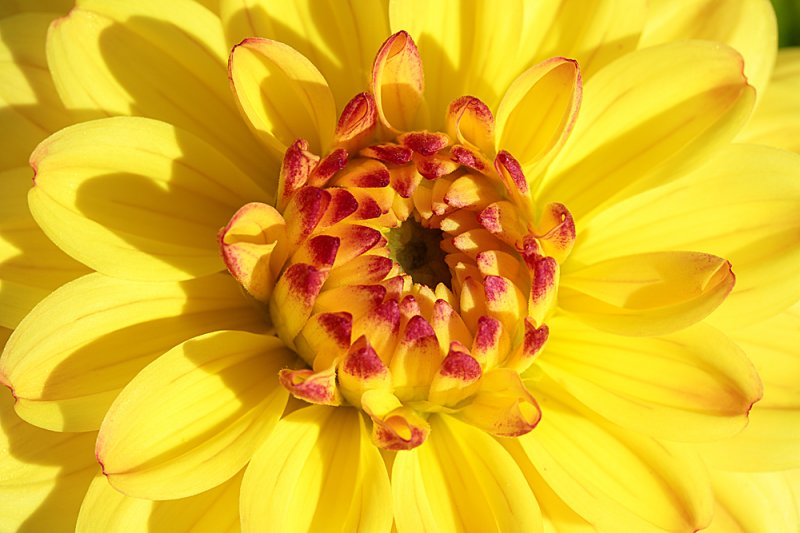 Dahlia-Icoon-5.jpg
