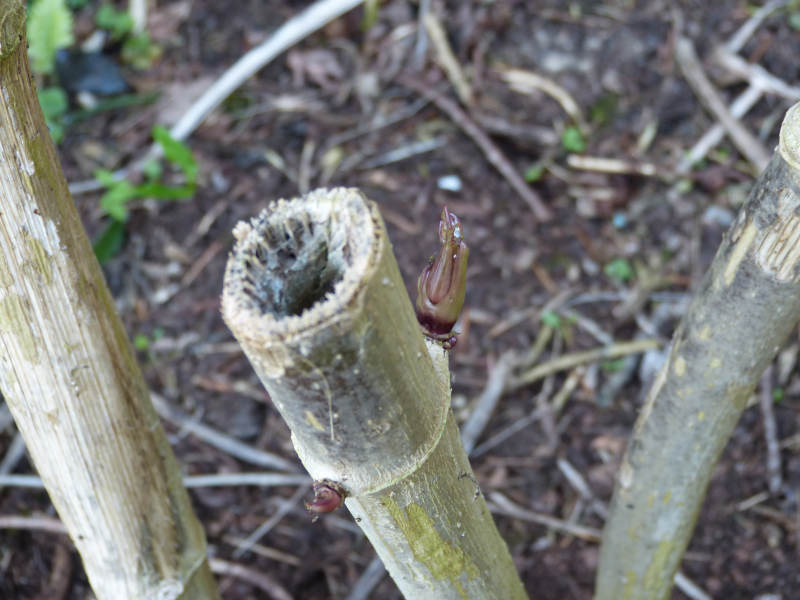 Dahlia imperalis shoot.JPG