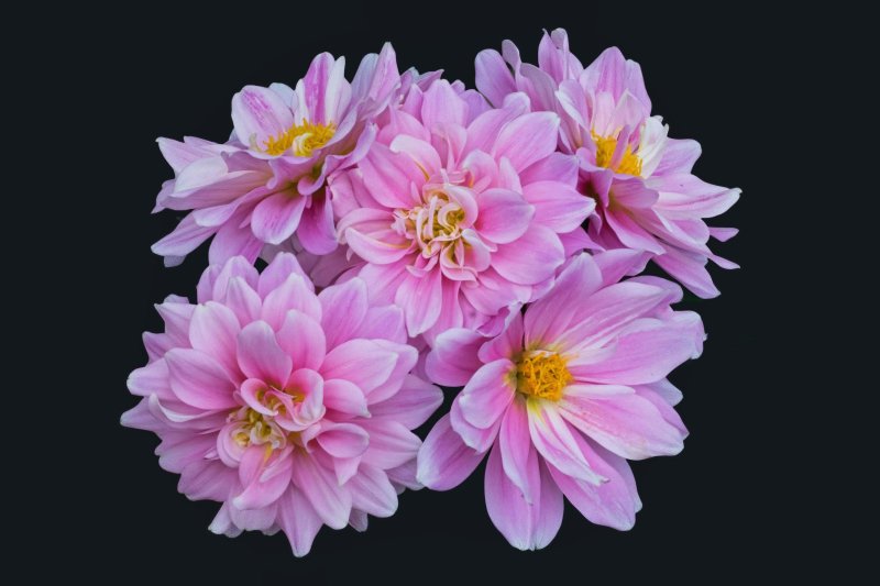 Dahlia La Bella Medio Pink.jpg