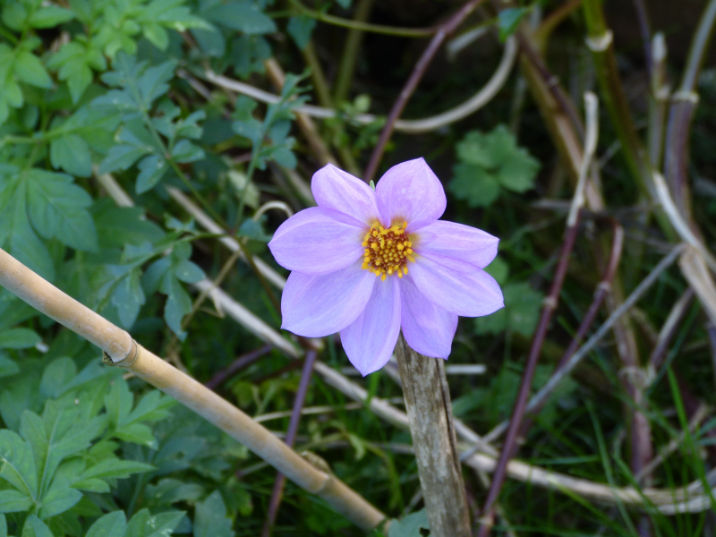 Dahlia merckii 2.JPG