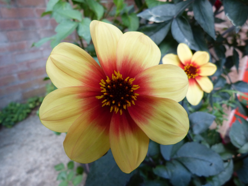 Dahlia Moonfire close up.JPG