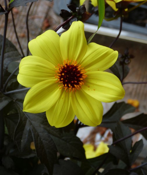 Dahlia Mystic Illusion.JPG