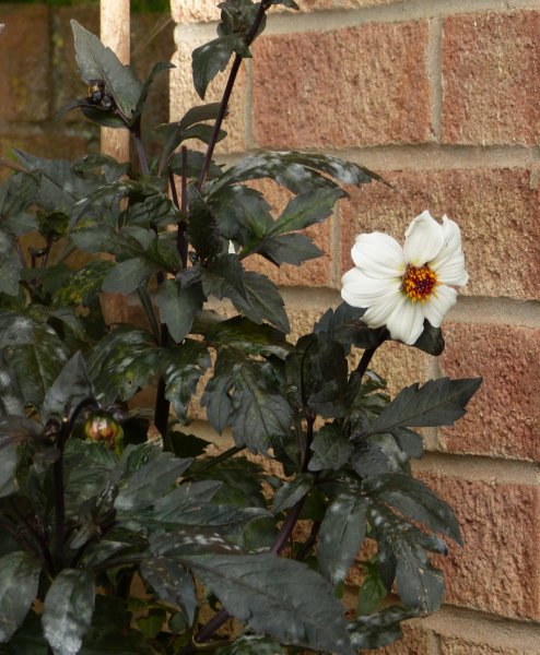 Dahlia Twynings After Eight .JPG