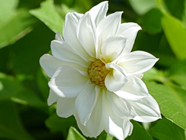 Dahlia1.JPG