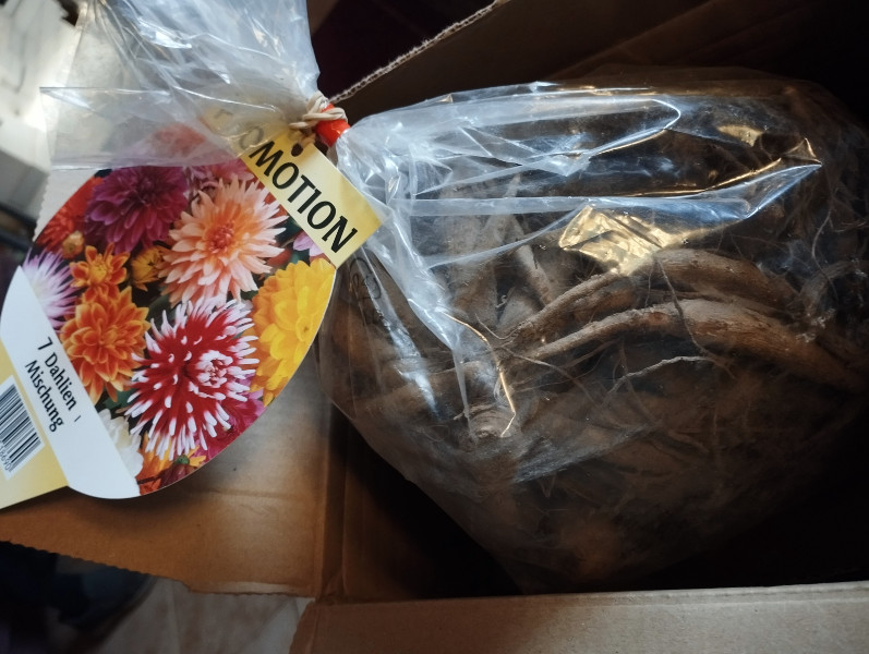 Dahlias 4 Apr 25(1).jpg