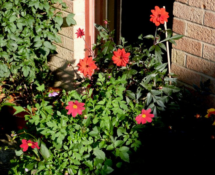 Dahlias.JPG