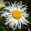 Daisy.jpg